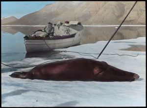 Image: Seal (Ookjuk) on the Ice, Powerboat GEORGE BORUP